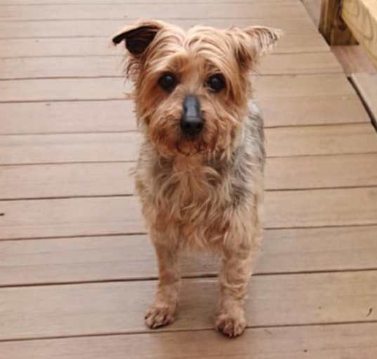 Photo of marigold
