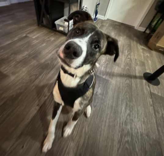 Photo of Maverick
