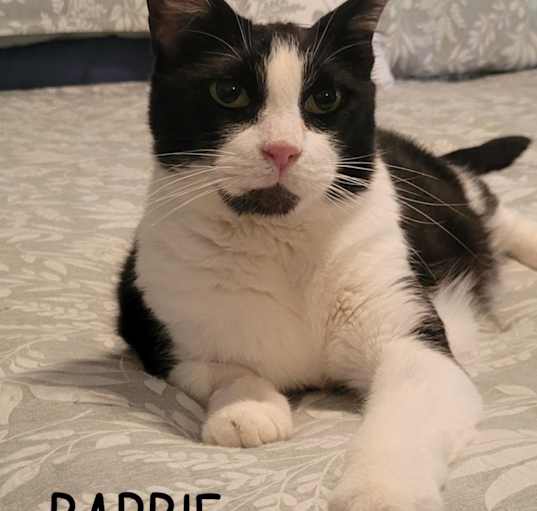 Photo of Barbie