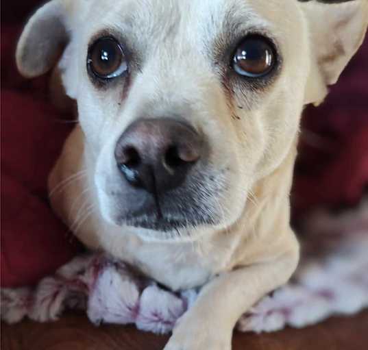 Photo of Rue