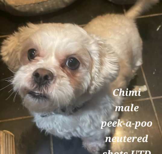 Photo of Chimi
