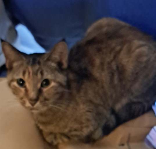 Photo of Phoebe