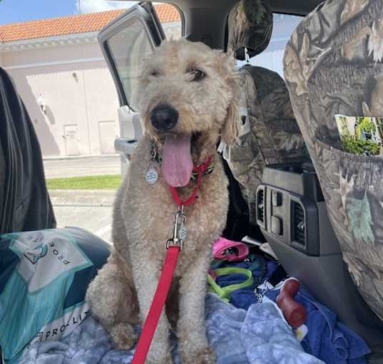 Photo of Teddy