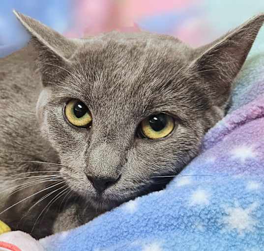 Photo of Jenny- RC PetSmart
