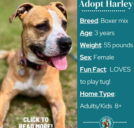 Photo of Harley