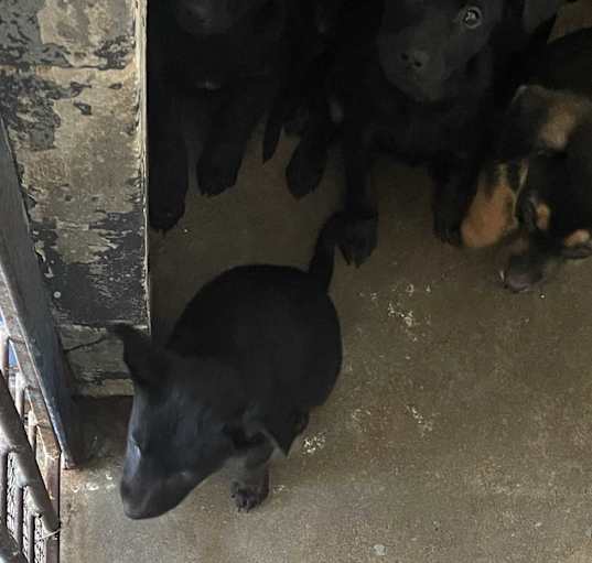 Photo of PUPPIES