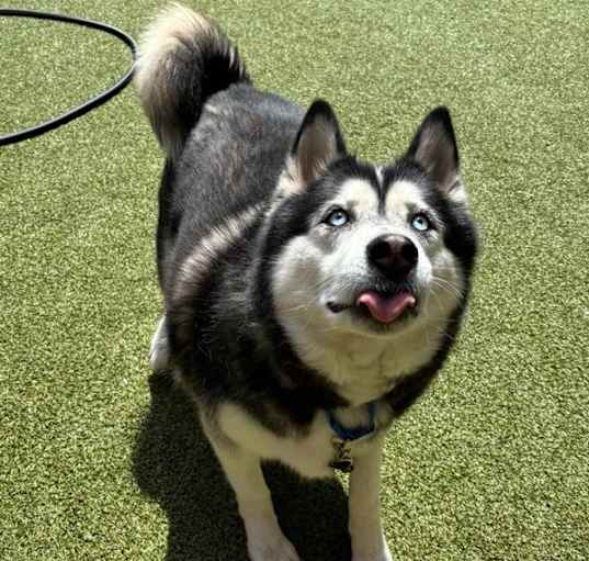 Photo of Ace