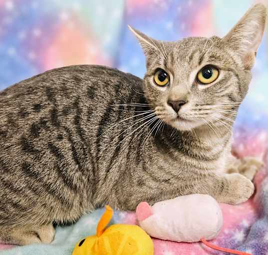 Photo of Abby- RC PetSmart