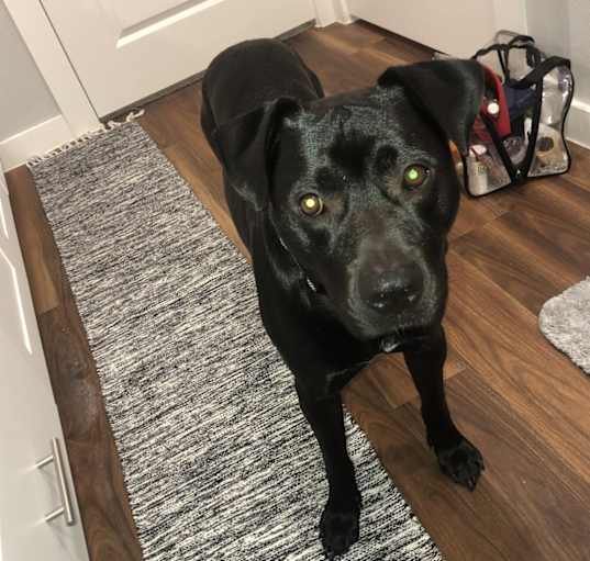 Photo of Champ