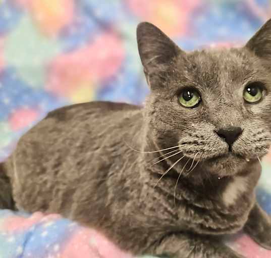 Photo of Gabby- RC PetSmart