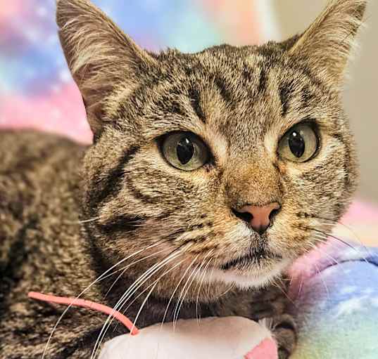 Photo of Sasha- RC PetSmart