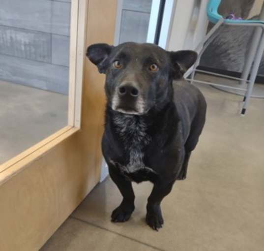 Photo of Shorty