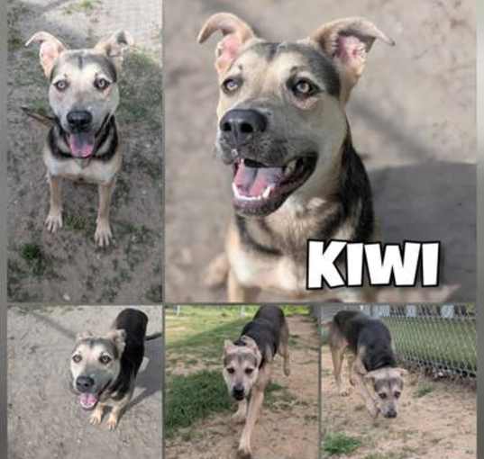 Photo of Kiwi