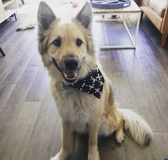 Photo of Denali