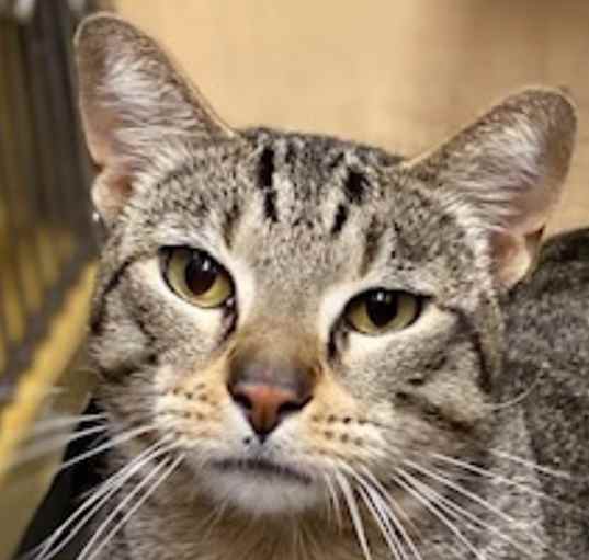 Photo of Romeo