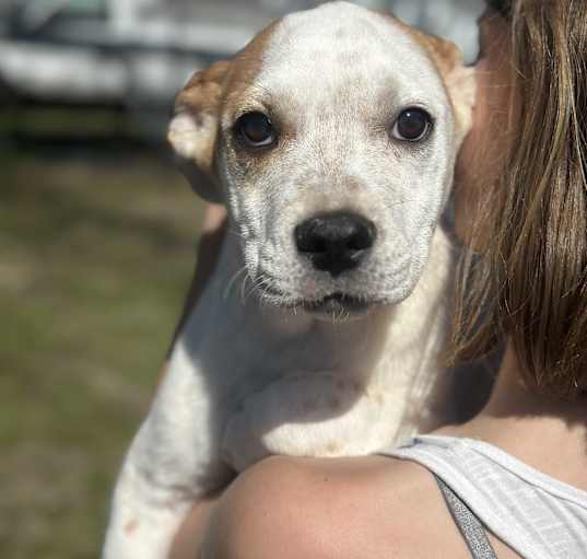 Photo of Mills - 24 pounds of love