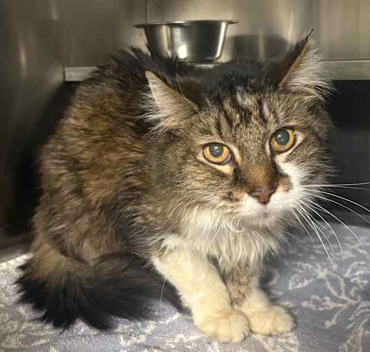 Photo of Rascal