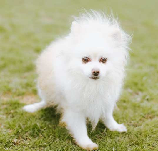 Photo of Prince
