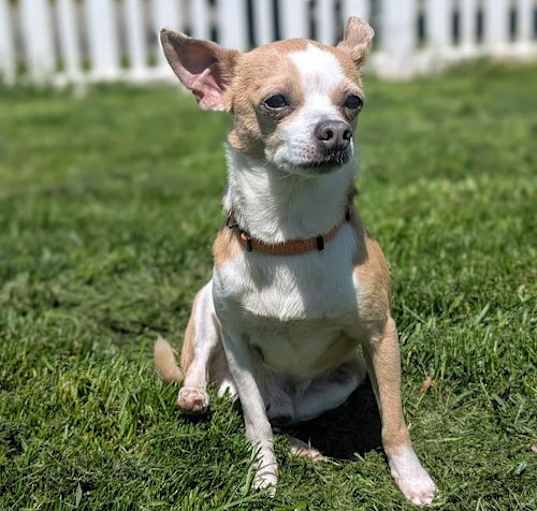 Photo of Louie