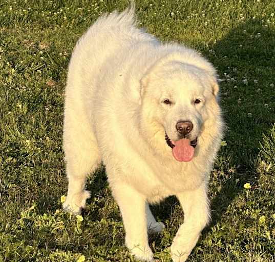 Photo of BOYO