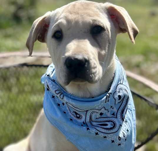 Photo of Bear