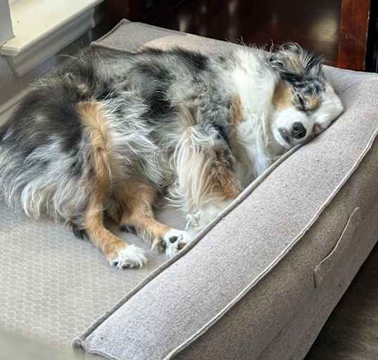 Photo of Marley