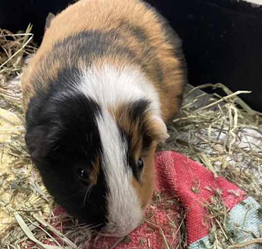 Photo of HERBERT