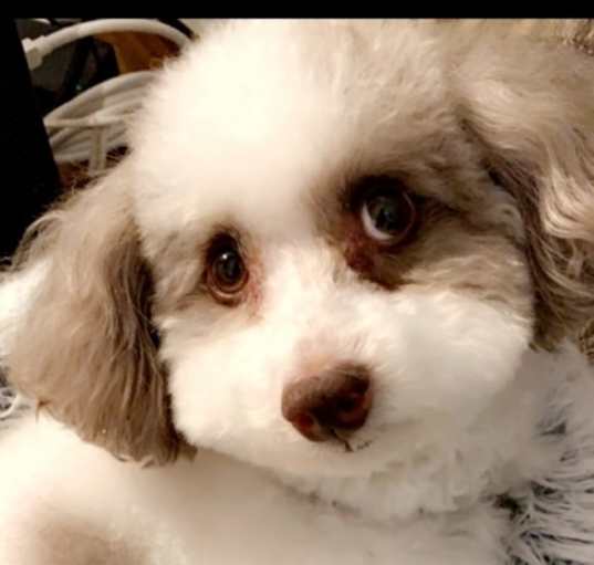 Photo of Winston