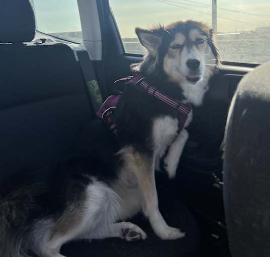Photo of Luna