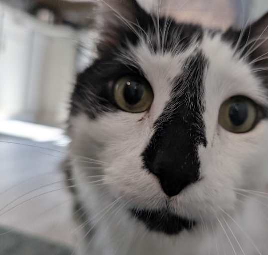 Photo of HAIRY