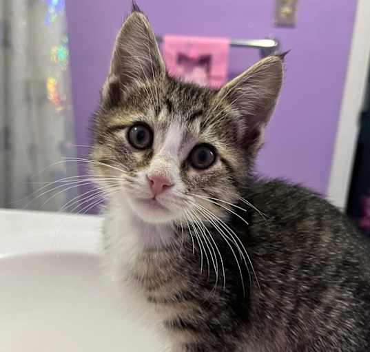 Photo of Boba