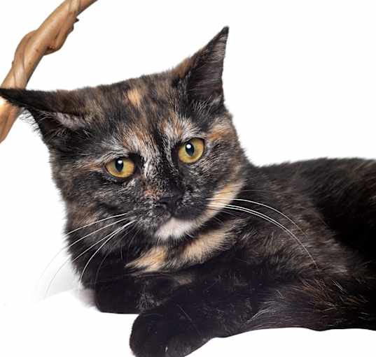 Photo of Hallie