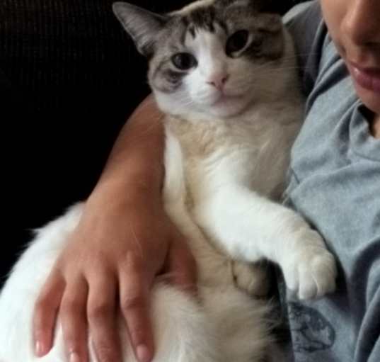 Photo of Satin