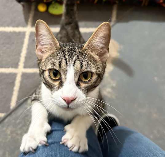 Photo of Fonzy