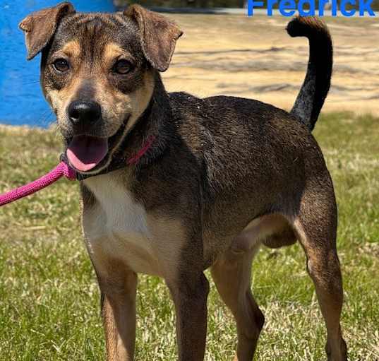 Photo of Fredrick aka Fenix (901 n haverty)