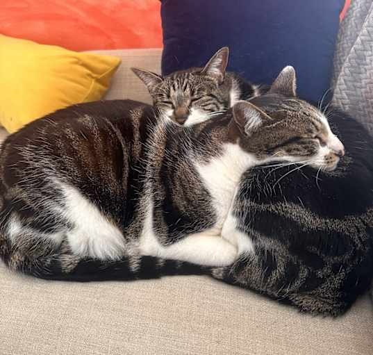 Photo of 2 brother-sister cats (Linus & Lucy)