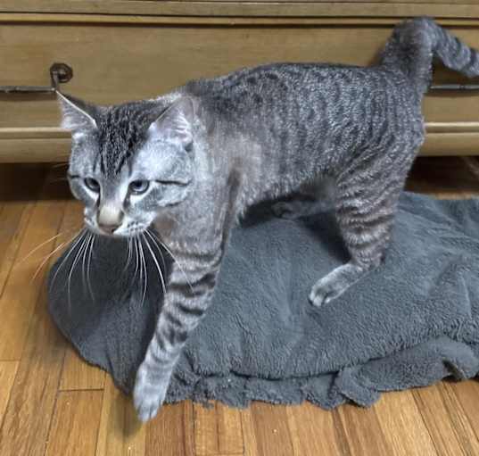 Photo of Boo
