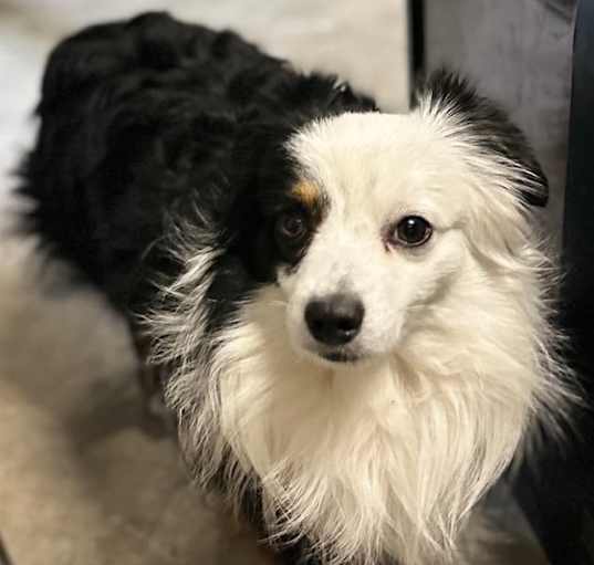 Photo of Ozzie Blaze