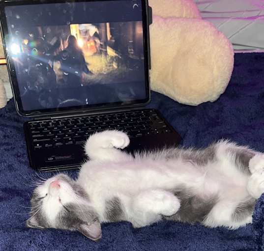 Photo of Milo