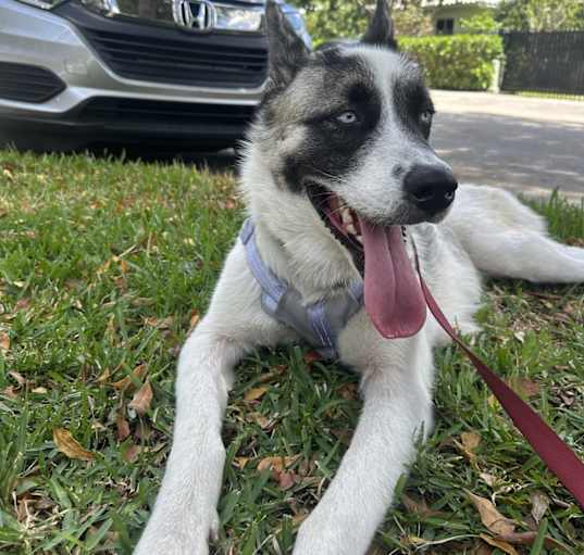 Photo of Max