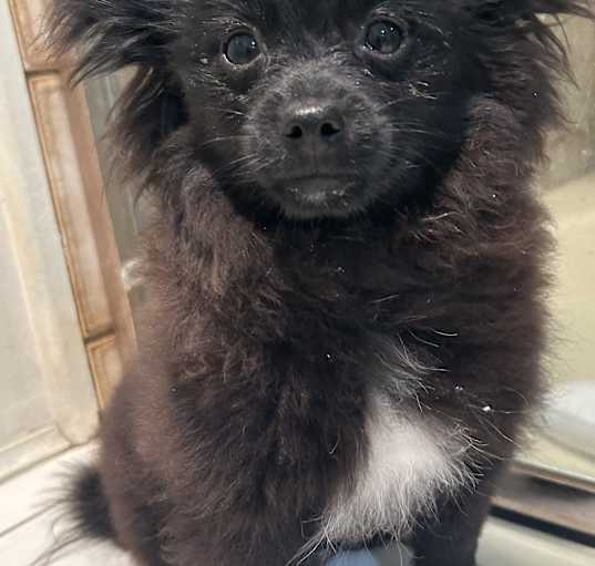 Photo of Kiwi