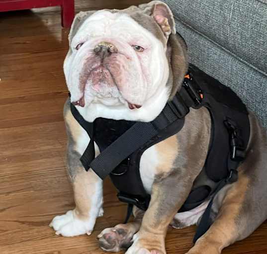Photo of Rocky