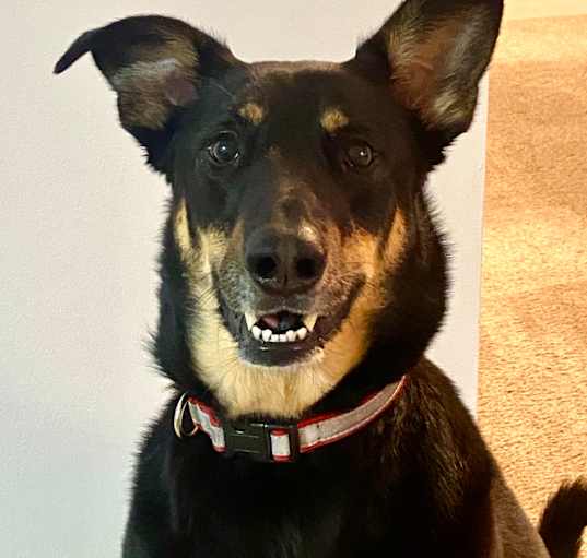 Photo of Abby