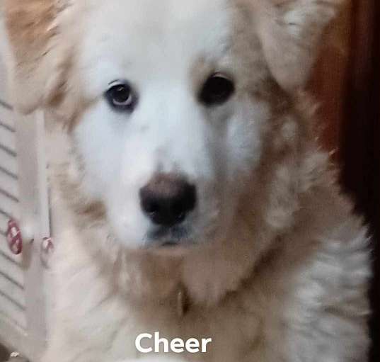 Photo of Cheer
