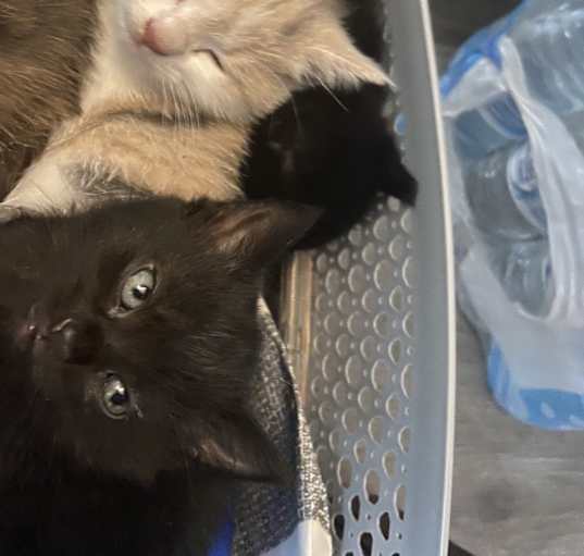Photo of Cocoa,Brookie,Truffle,Cinnamon roll