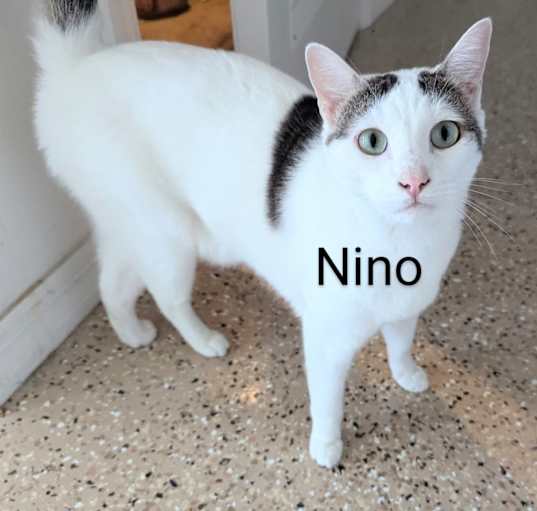 Photo of NINO