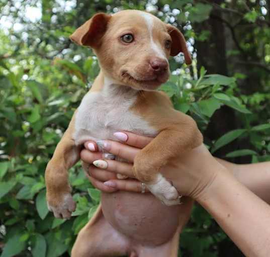 Photo of Pip