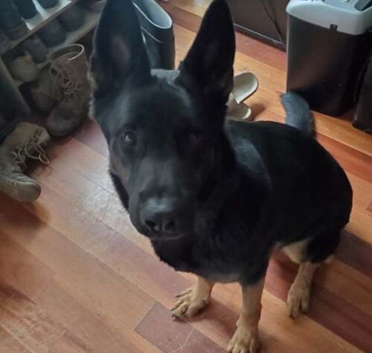 Photo of Axel (CL)