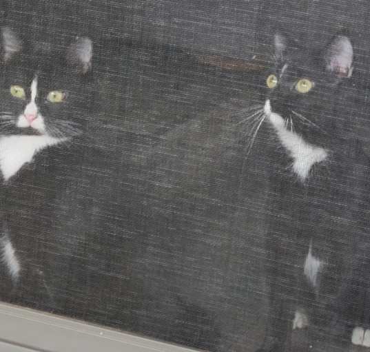 Photo of Salem and Sabrina