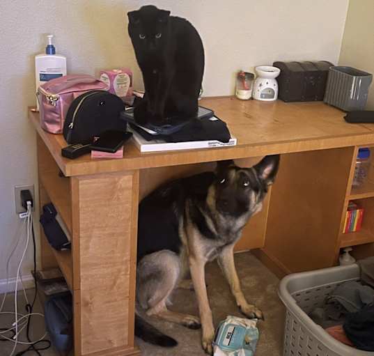 Photo of Nala